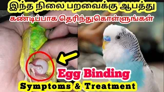 What is Egg Binding in Pet Birds...?  || Pet Birds Egg Binding Symptoms And Treatment