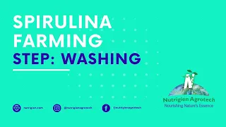 Spirulina harvesting steps: washing