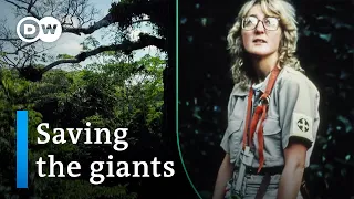 How old-growth forests protect our climate | DW Documentary