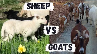 Goats Or Sheep | Which Animal Is Better For Your Farm Or Homestead?