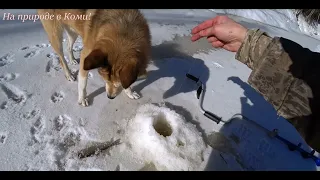 Поход в ЛЕС с ночёвкой на ВТОРУЮ ИЗБУ /3 серия/ Быстрый завтрак и на рыбалку, за ХАРИУСОМ.