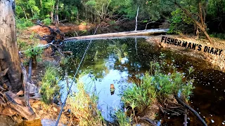 Tilapia, Bass and Grunter In Brisbane Creek ~ Fisherman's Diary Ep 742