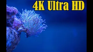 4K video UHD Beautiful #ocean / Подводный Мир, Коралловый Рифы, множество рыб, Красивая музыка