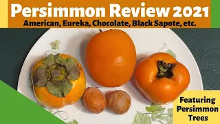 Persimmon Review 2021| American, Eureka, Chocolate, Black Sapote, etc.