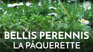 La pâquerette, Bellis perennis, plante sauvage comestible et médicinale