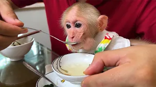 super cute! Monkey Bibi wakes up very obediently and eats deliciously!