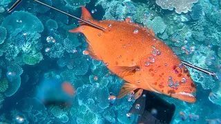 Spearfishing The Great Barrier Reef - Wide off the Whitsundays