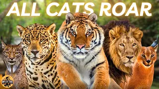 Some Rare Wild Cats Sounds!🔥🐯