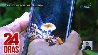 24 Oras Part 3: Umuusok na kabute sa CamSur?; pag-aresto sa nagpapanggap na abugado;..., atbp.