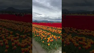 Roozengaarde - Skagit Valley Tulip Farm is a MUST see!