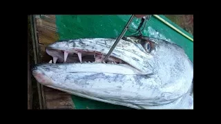 BOW FISHING - Shot a GIANT BARRACUDA