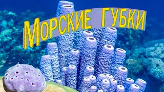 Морские губки | Познавательное видео | Удивительный мир беспозвоночных