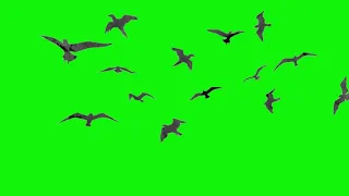 Birds Flying On Green Screen Effects Real Footage HD video No copyright