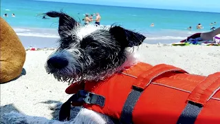 Dog playing near Virginia Key beach survives shark attack