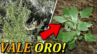 This plant is a SUPER FOOD 💥 grows in your patio or garden! NEVER START IT! Quinoa - Quelite