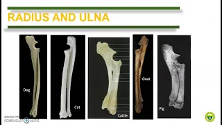 Comparative Anatomy (Bones of the thoracic limb)