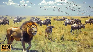 4K African Wildlife: The World's Greatest Migration from Tanzania to Kenya With Real Sounds #42