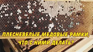 пчеловодство. плесневелые медовые рамки, что с ними делать?