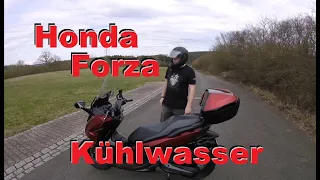 Honda Forza Kühlwasser