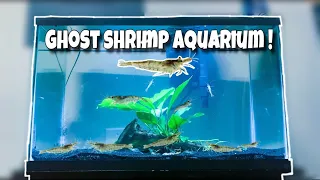 My NEW EXOTIC Ghost Shrimp *ONLY* Aquarium!!