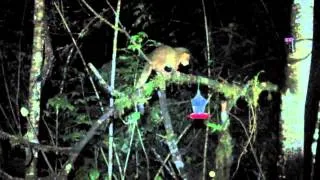 Olinguito at Bellavista, Ecuador