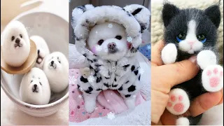 Tik Tok Chó Phốc Sóc Mini | Funny and Cute Pomeranian Videos #30