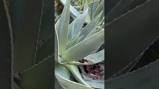 QUAINT But IMPRESSIVE SUCCULENT GARDEN In A Small Northern California Town