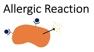 Allergic Reaction - Malfunction of the Immune Response