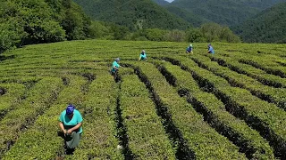 На Кубани начал действовать госстандарт «Краснодарский чай»