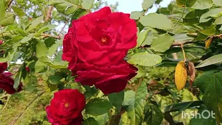 Red Rose Flower Love Rose 🌹🌹🌹