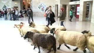 French farmers bring sheep to Louvre Museum to protest