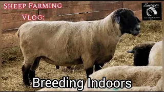 Sheep Farming Vlog: Breeding Sheep Indoors