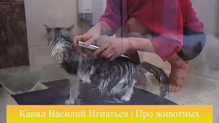 Мою кота под душем. Мой кот любит купаться в воде