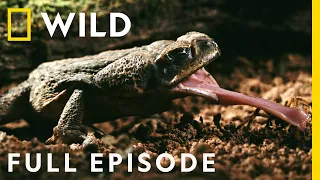 Monsters of the Costa Rica Jungle (Full Episode) | Dead by Dawn