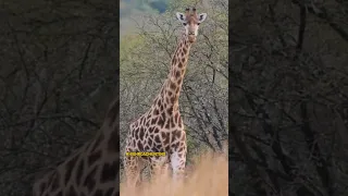 Dangerous Giraffe #highroadhunting #keithwarrenhunting #highroadhuntingafrica