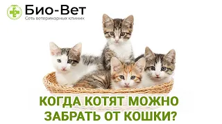 Когда котят можно забрать от кошки / Оптимальный возраст забора котенка из кошачей семьи / Био-Вет