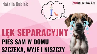 Lęk separacyjny u psów - jak sobie poradzić?