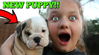 Christmas Puppy Surprise! Aubrey Gets CUTE Bulldog Puppy Dog!