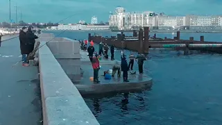 Золотая рыбка Санкт-Петербурга . GOLDEN FISH