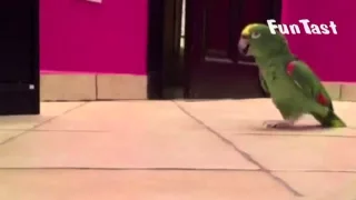 Parrot laughing hellish laughter