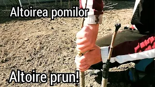 Altoirea pomilor pentru începători! Altoire prun în despicătură!