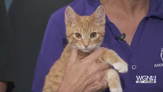Adopt-A-Pet: Anderson Humane