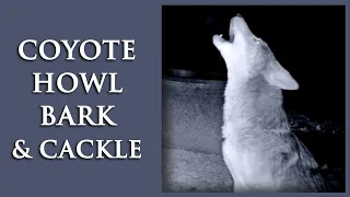 COYOTE HOWL BARK & CACKLE