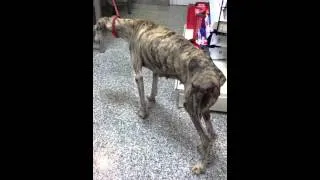 The life of dog-tool (Galga Marion)