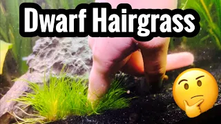 Dwarf Hairgrass Care - Carpet without CO2