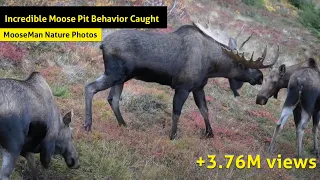 Moose Pit Behavior Caught On Camera