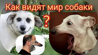 Как видят мир собаки?