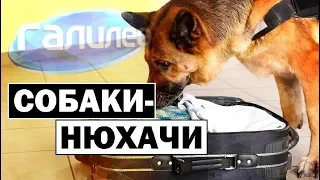 Галилео | Как собаки ищут наркотики? 👃🐕 [Sniffer dogs]