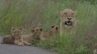 Lioness with three cubs near Satara Camp in Kruger National Park seen with @PKSafaris