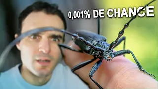 Je capture un vrai Capricorne ! (ultra rare)